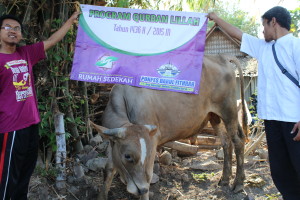Salah satu sapi Qurban dari paradonatur yang siap untuk disembelih.